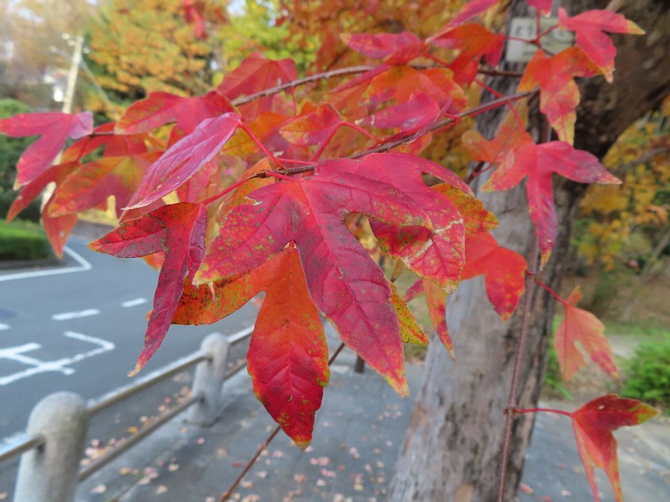小山内裏公園241204トウカエデ (1)