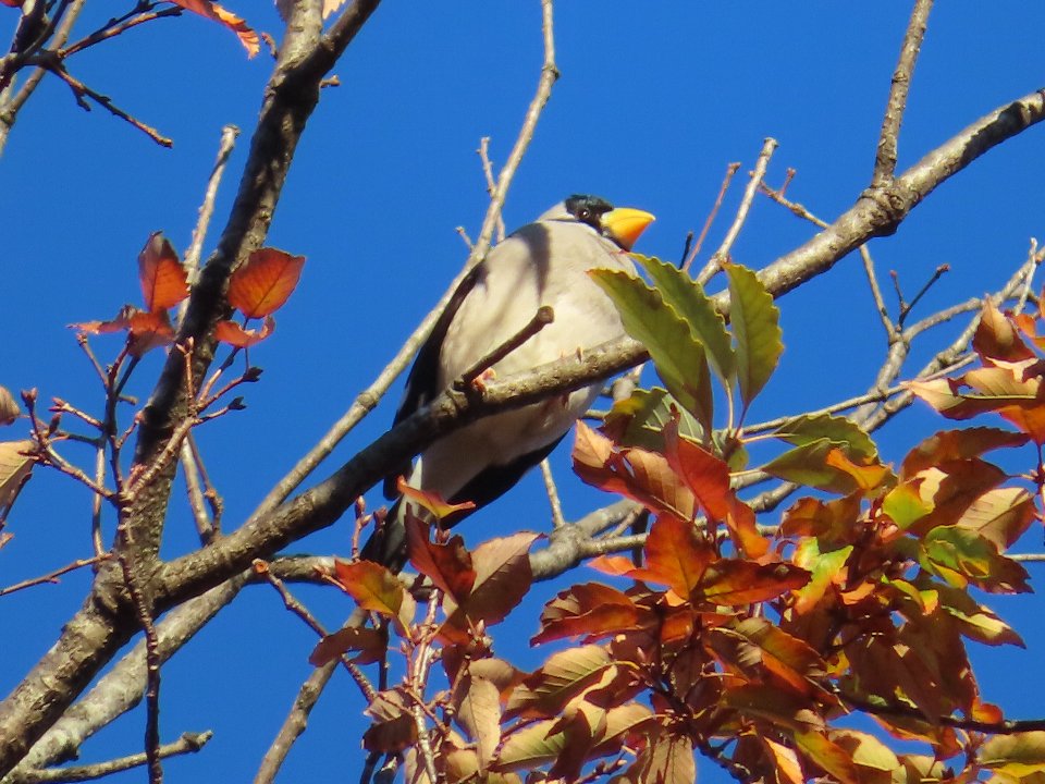 小山内裏公園241209イカル