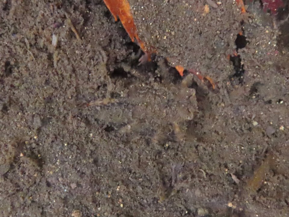 小山内裏公園241209オニヤンマのヤゴ