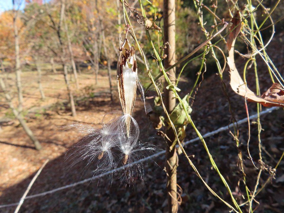 小山内裏公園241209コバノカモメヅル (1)