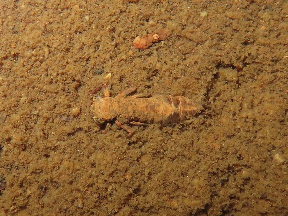 小山内裏公園241209ミルンヤンマのヤゴ
