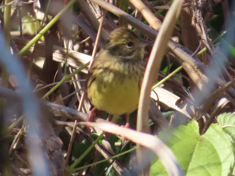 小山内裏公園241216アオジ
