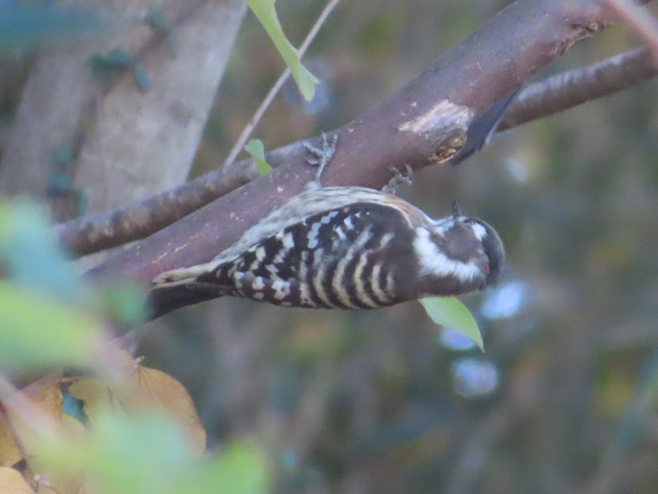 小山内裏公園241216コゲラ