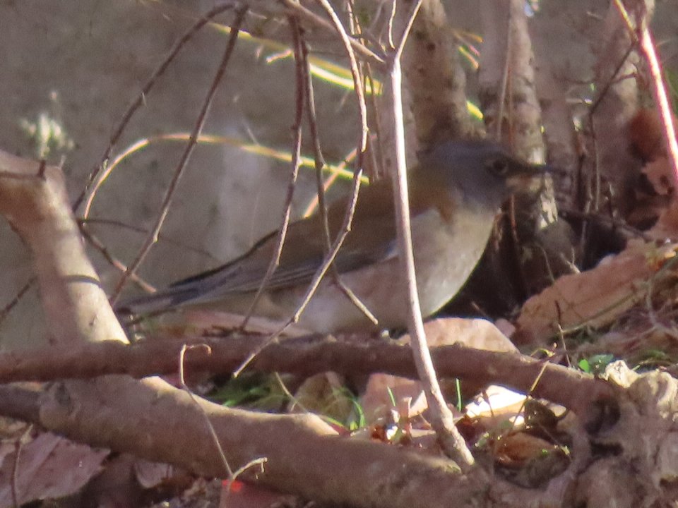 小山内裏公園241216シロハラ