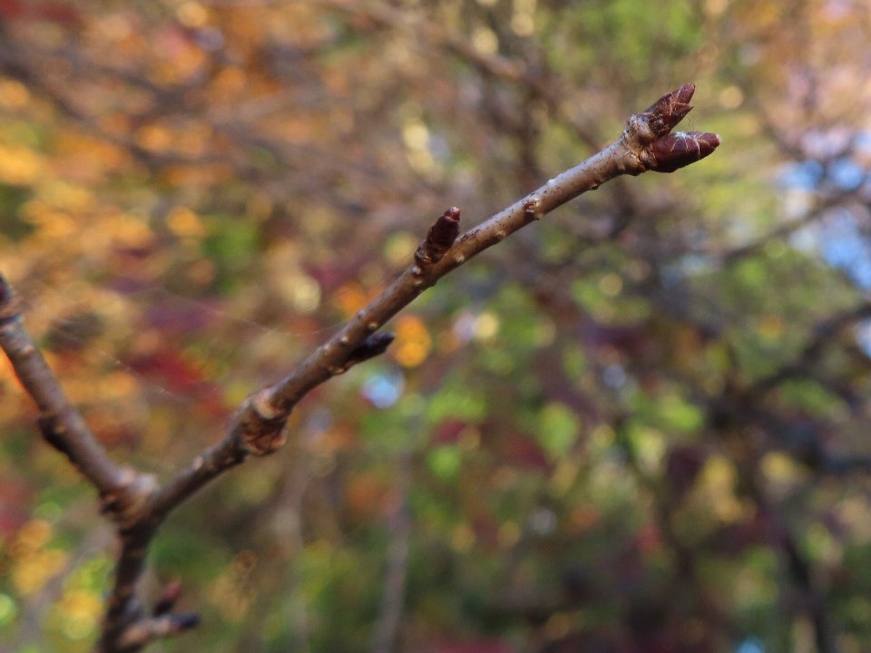 小山内裏公園241222タマノホシザクラ冬芽 (1)