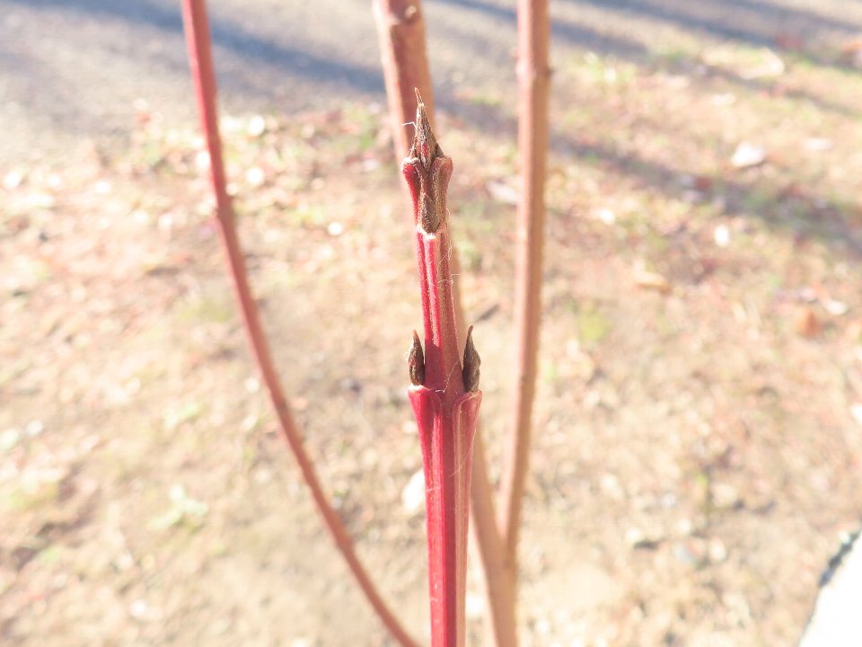小山内裏公園250104クマノミズキ冬芽 (1)