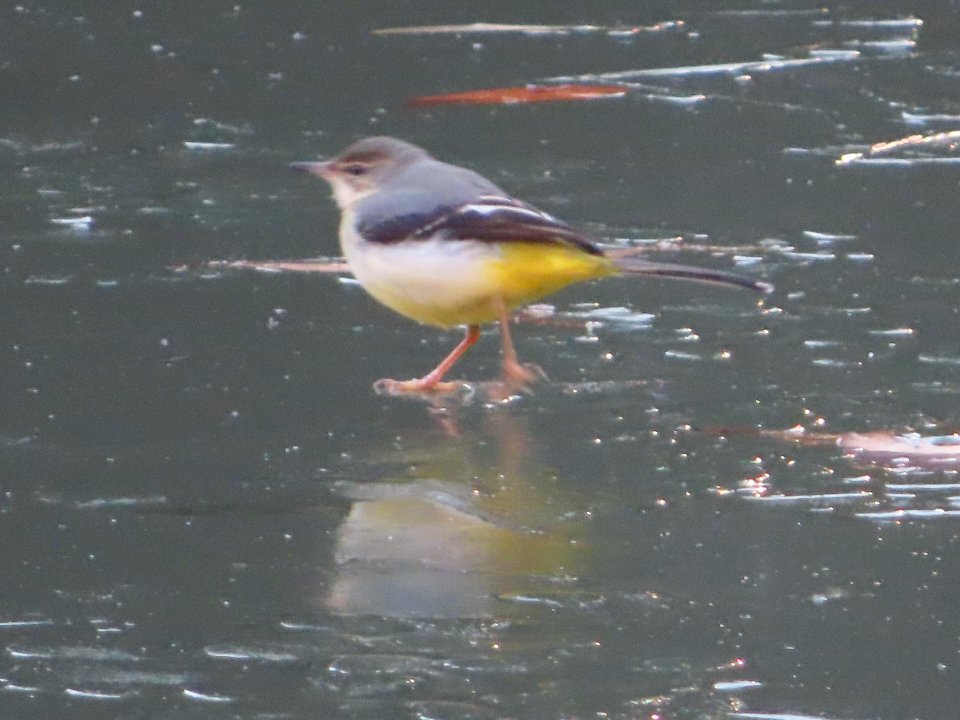 小山内裏公園250113キセキレイ