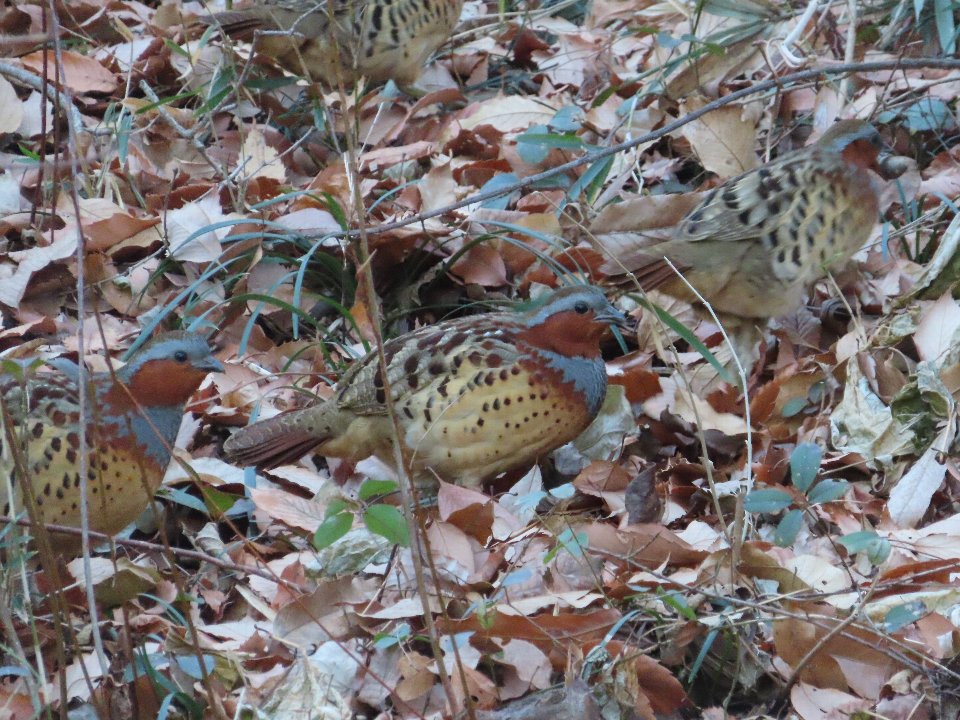 小山内裏公園250113コジュケイ