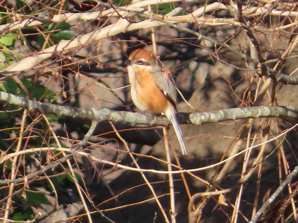 小山内裏公園250113モズ