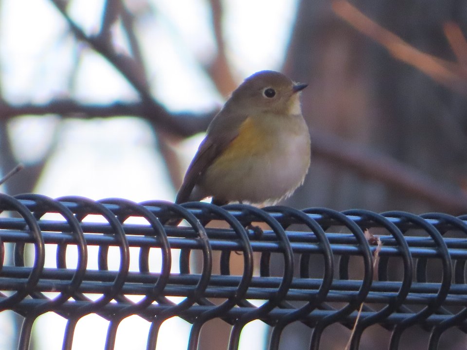 小山内裏公園250113ルリビタキ