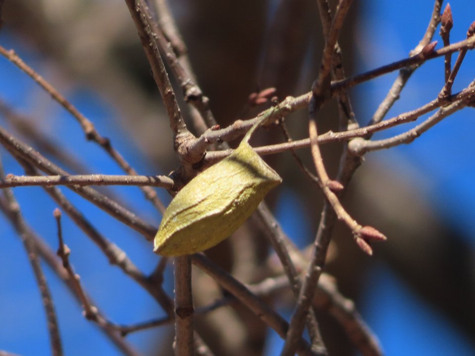 小山内裏公園250126ウスタビガの空まゆ