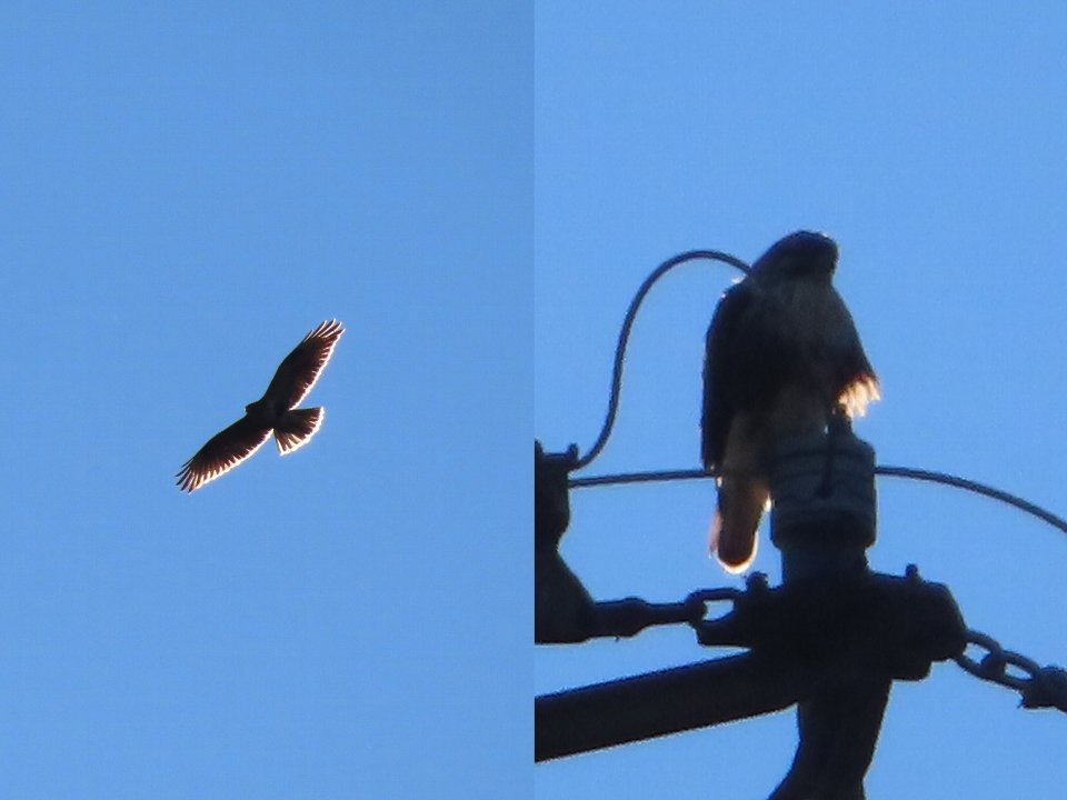小山内裏公園250126ノスリ
