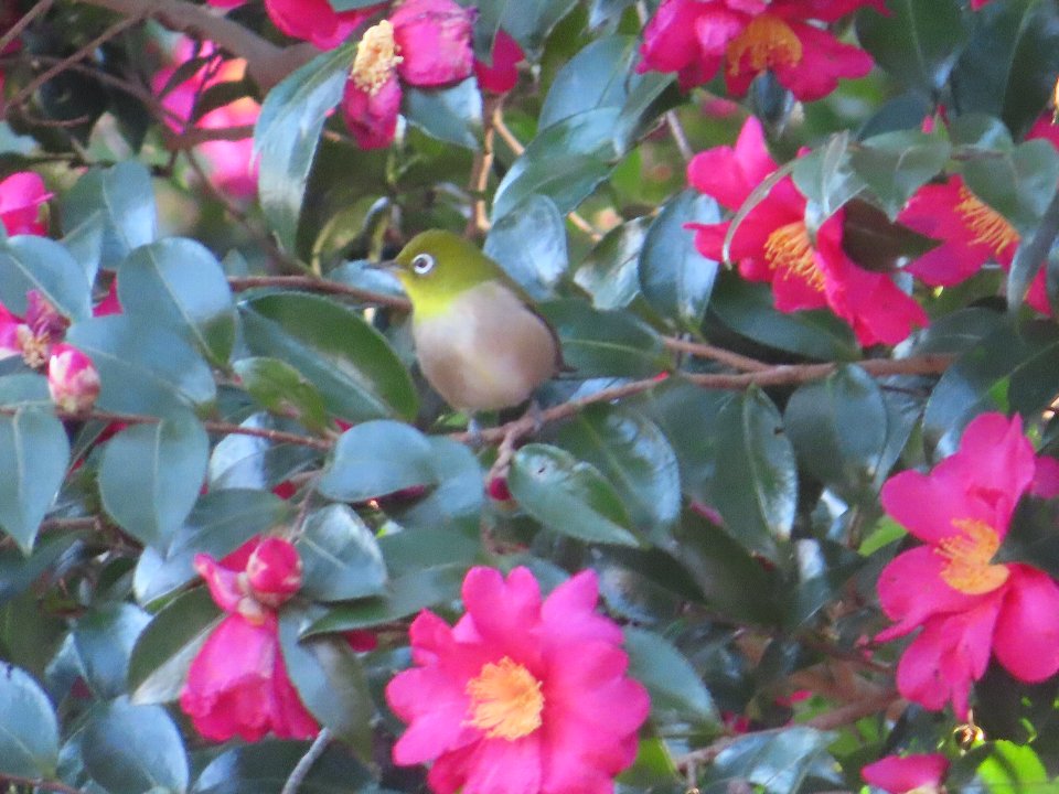 小山内裏公園250126メジロ