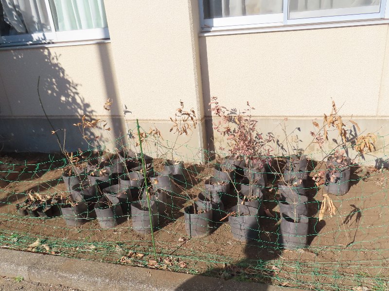 小山内裏公園250129南大沢小学校のどんぐり苗 (1)