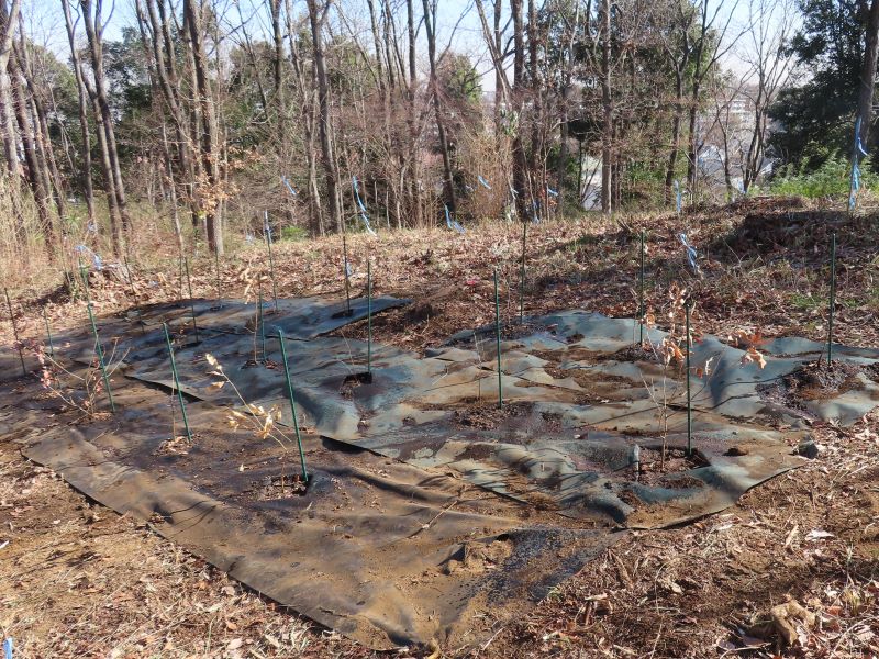 小山内裏公園250213南大沢小学校ドングリ植栽 (119)