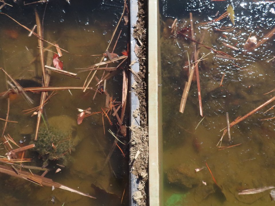 小山内裏公園250221南大沢小学校カエルの卵保護体験 (1)