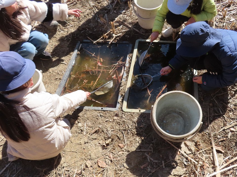 小山内裏公園250221南大沢小学校カエルの卵保護体験 (2)