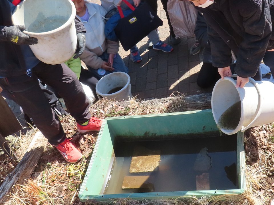 小山内裏公園250221南大沢小学校カエルの卵保護体験 (5)