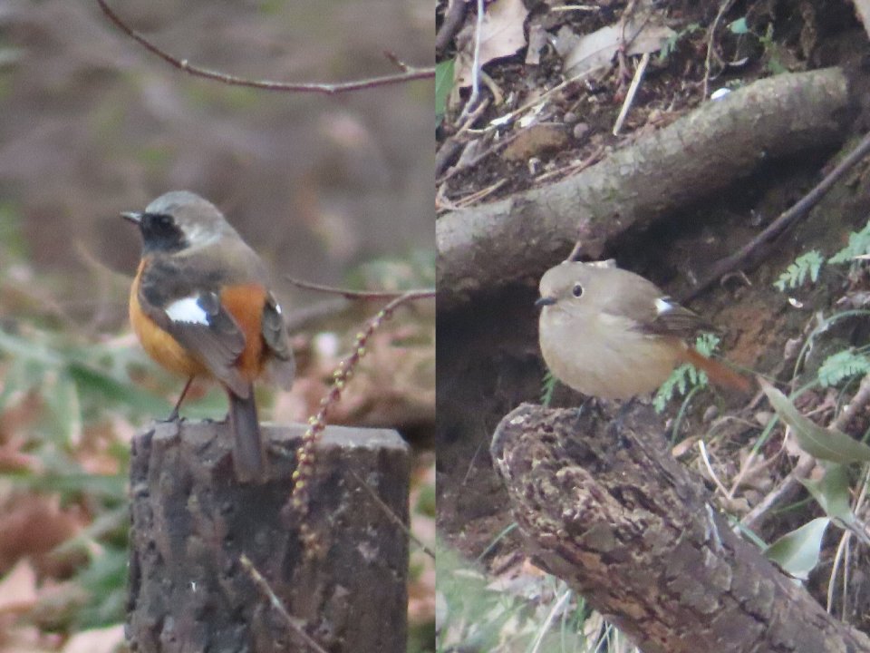 小山内裏公園250308ジョウビタキ♂♀