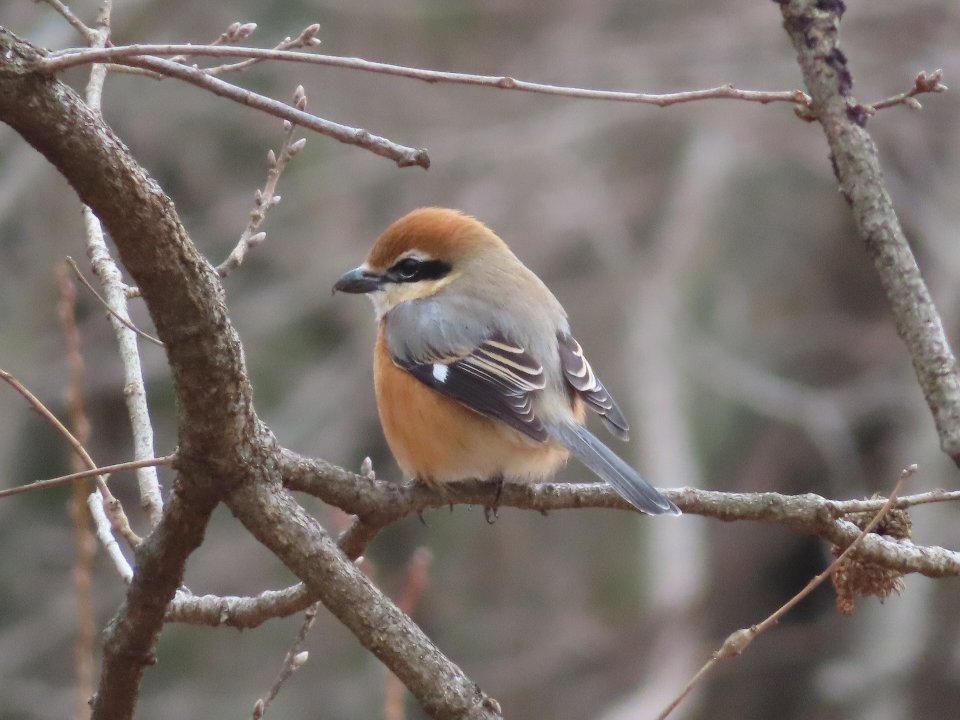 小山内裏公園250308モズ♂