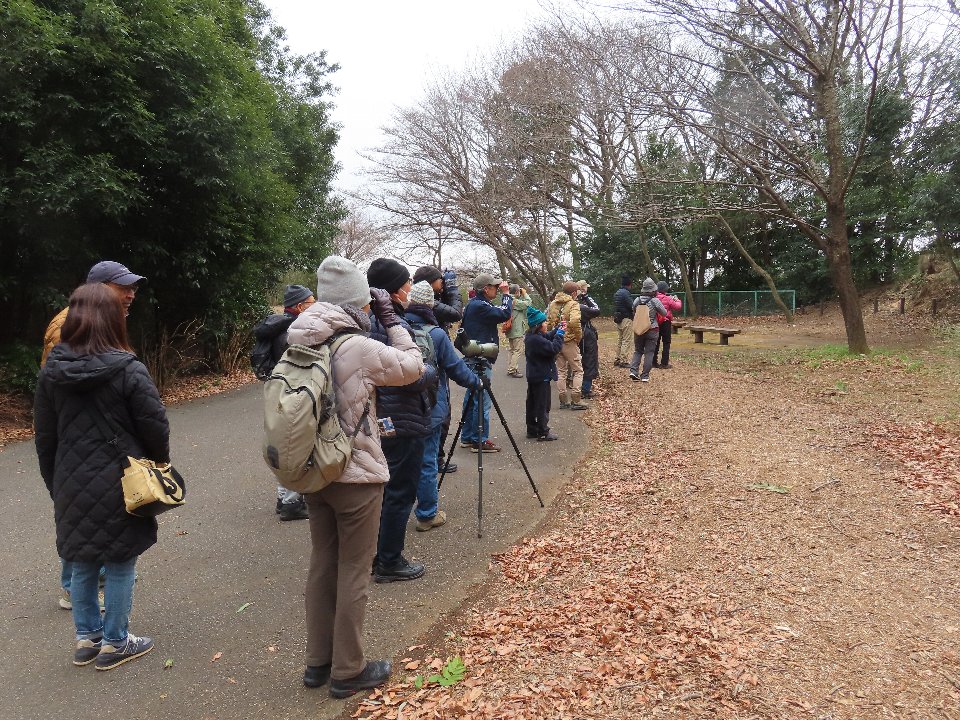 小山内裏公園250308早春の野鳥観察会 (8)