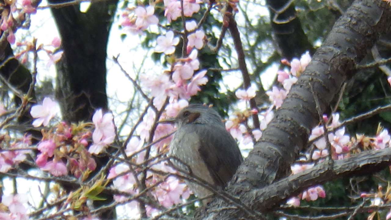 小山内裏公園250311ヒヨドリ(1)
