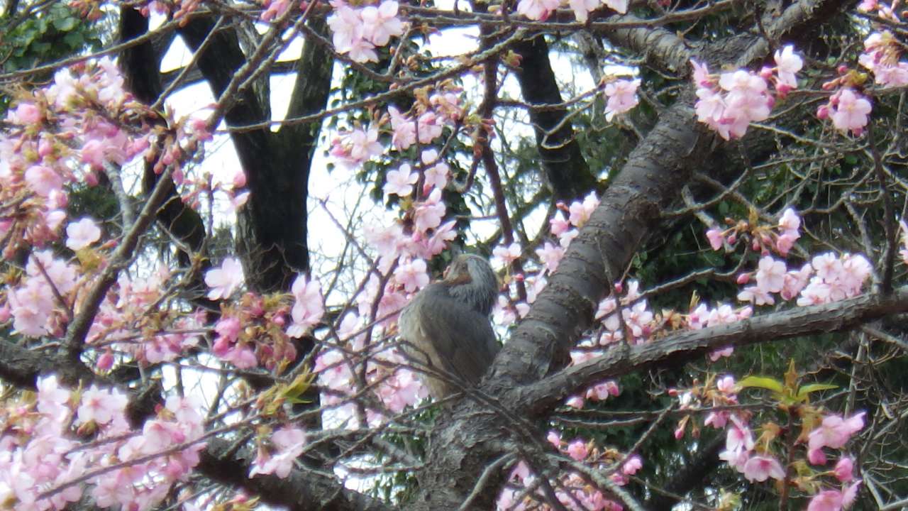 小山内裏公園250311ヒヨドリ(4)