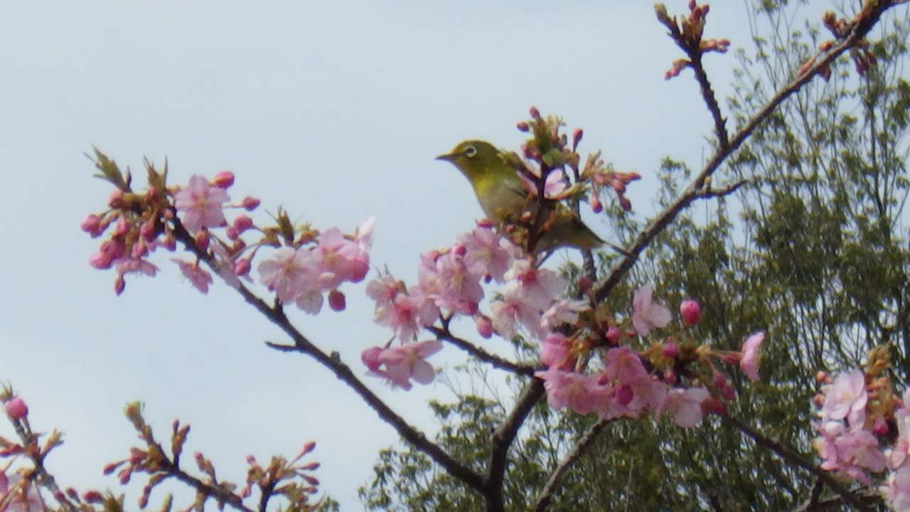 小山内裏公園250311メジロ(4)