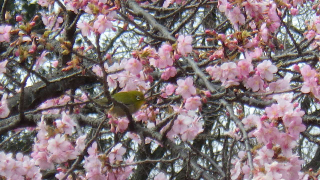 小山内裏公園250311メジロ(6)