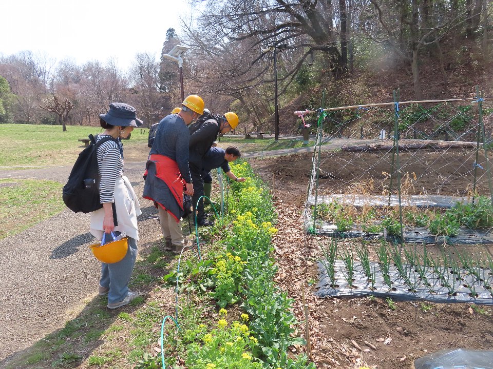 小山内裏公園250325春の昆虫観察会 (4)