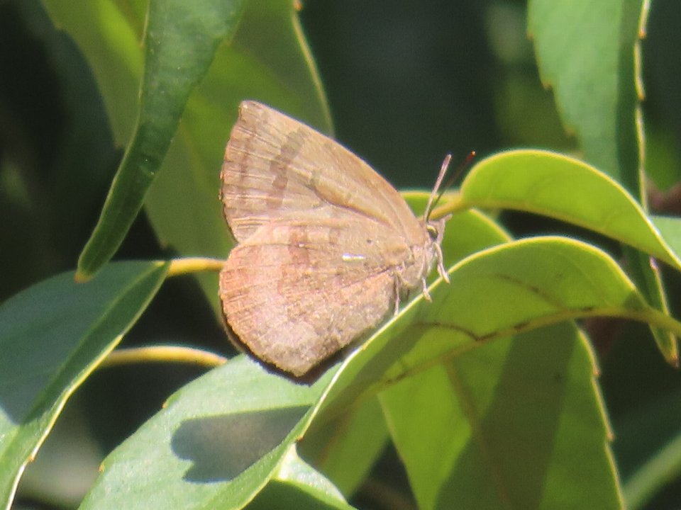 小山内裏公園250325春の昆虫観察会ムラサキシジミ