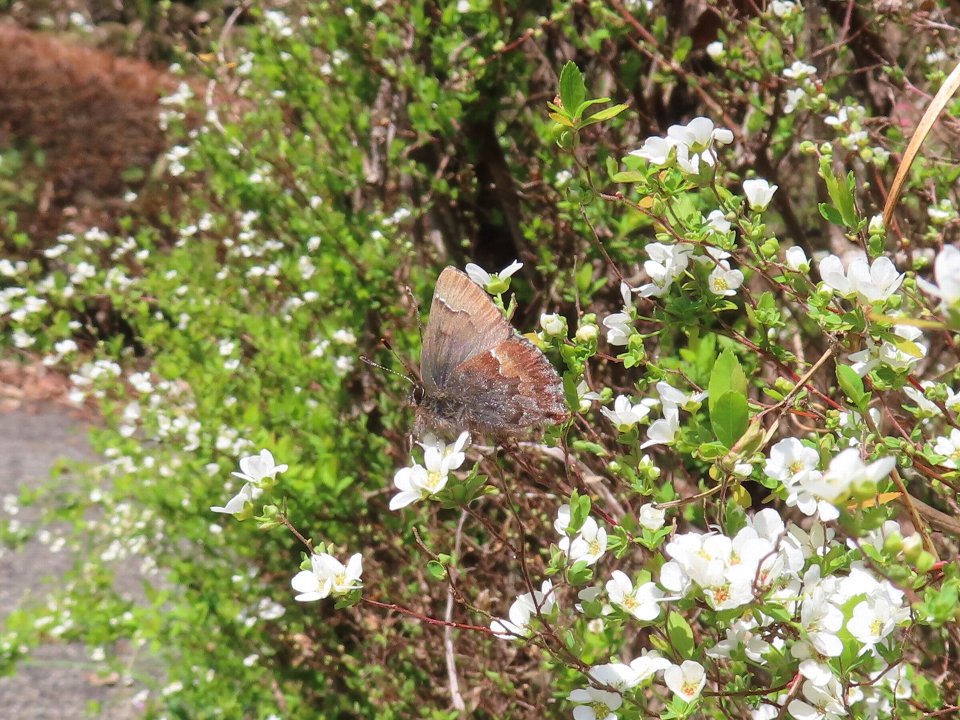 小山内裏公園250404コツバメ