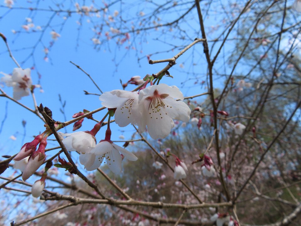 小山内裏公園250404タマノホシザクラ (1)