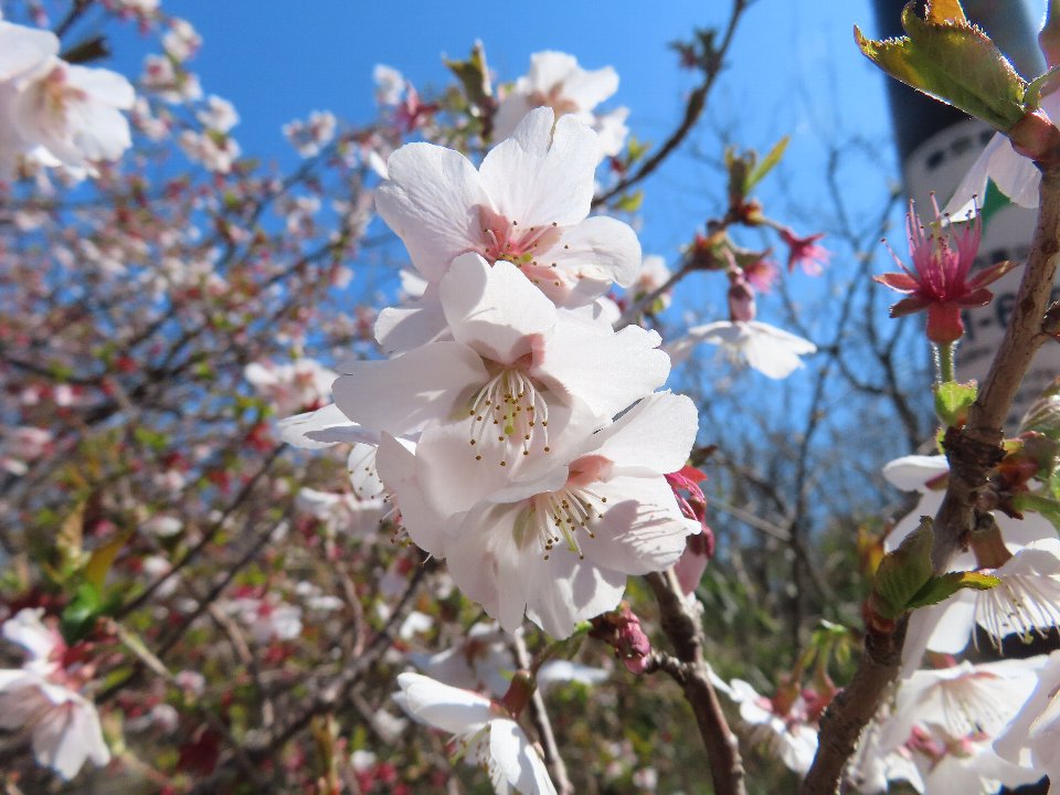 小山内裏公園250404ヤブザクラ (1)