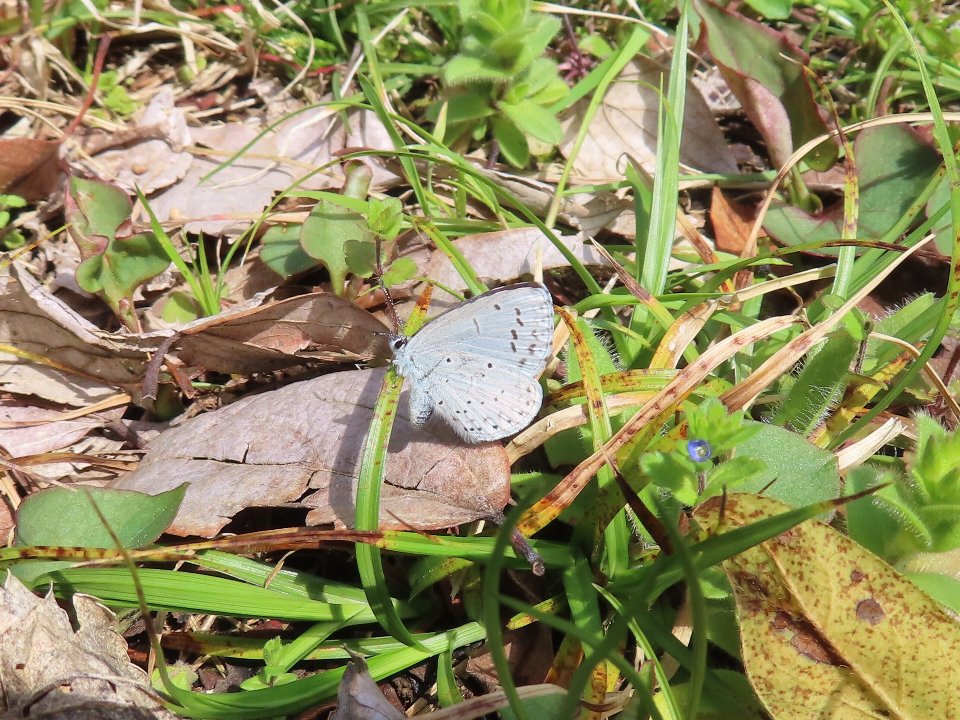 小山内裏公園250404ルリシジミ