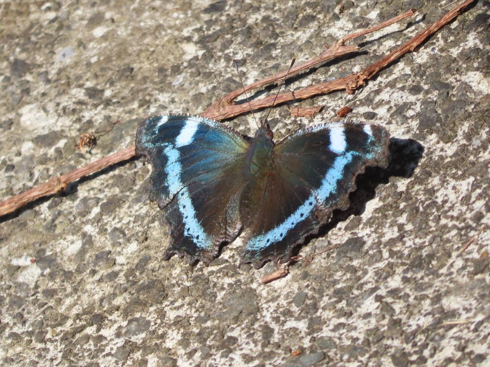 小山内裏公園250404ルリタテハ