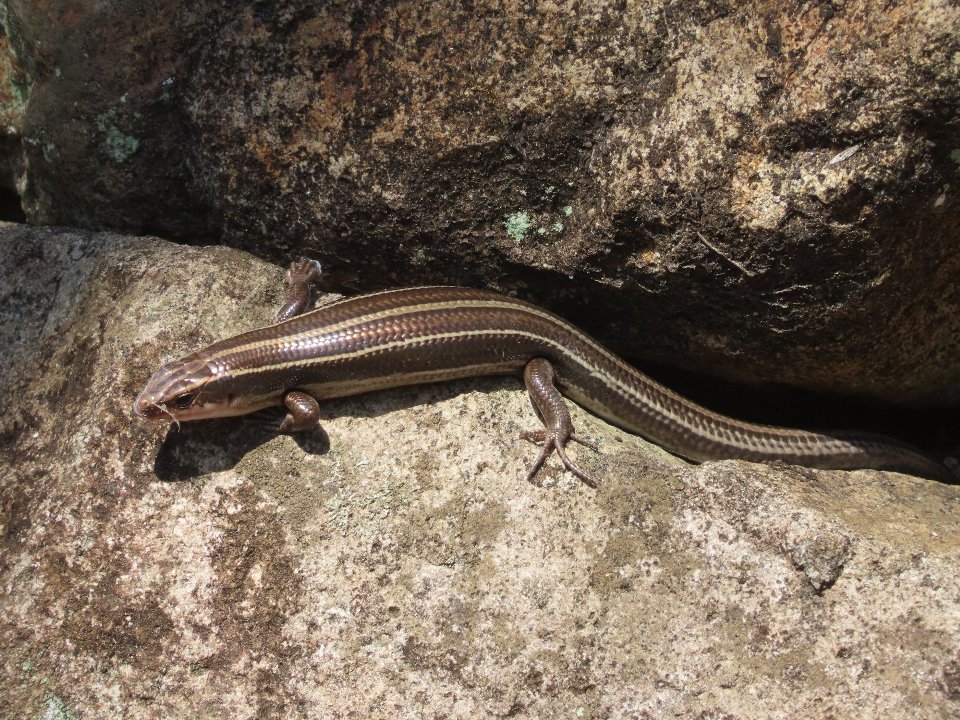 小山内裏公園250409ヒガシニホントカゲ