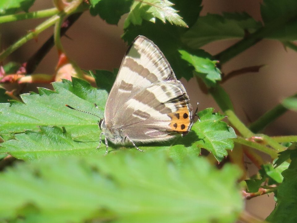 小山内裏公園250416トラフシジミ