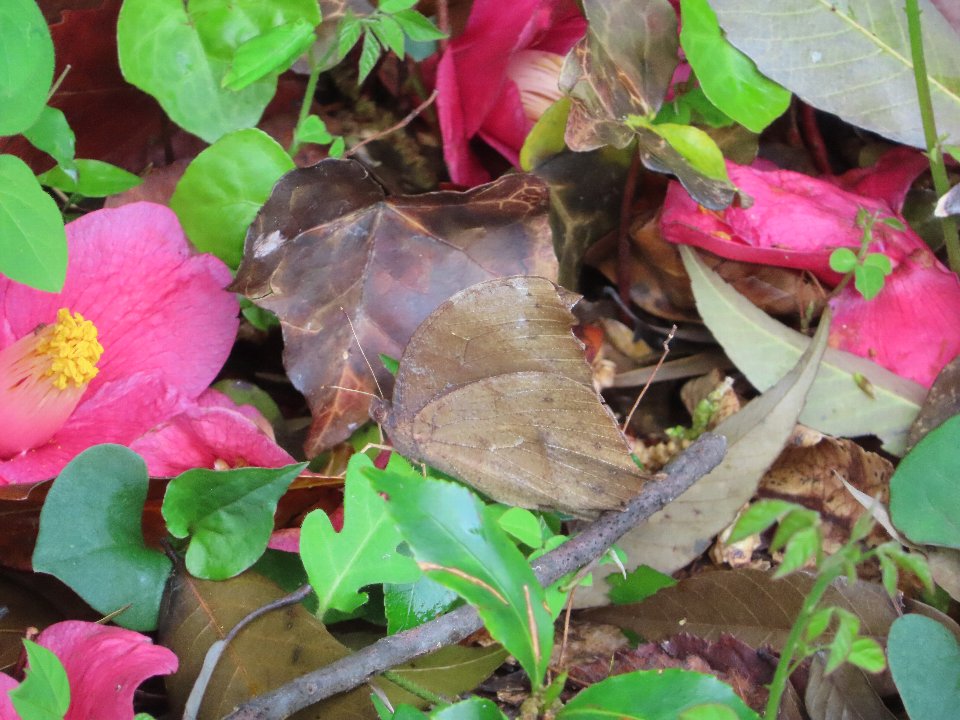 小山内裏公園250424クロコノマチョウ