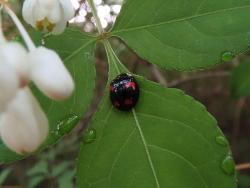 小山内裏公園250424ナミテントウ