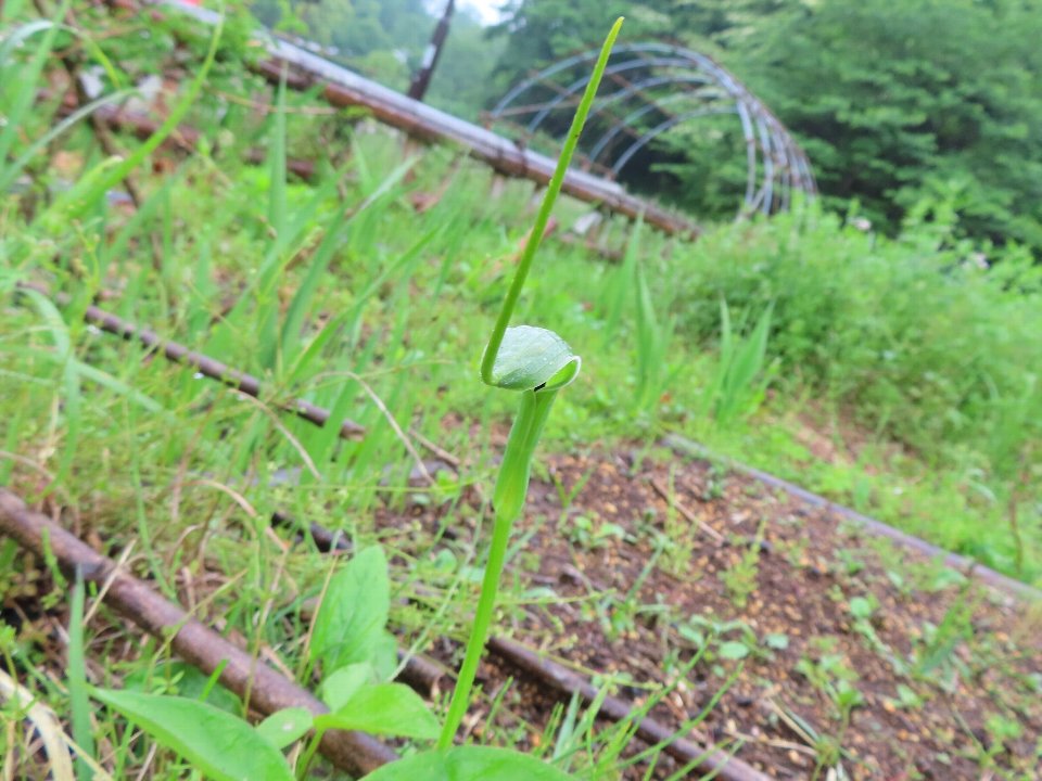 小山内裏公園250506カラスビシャク (1)