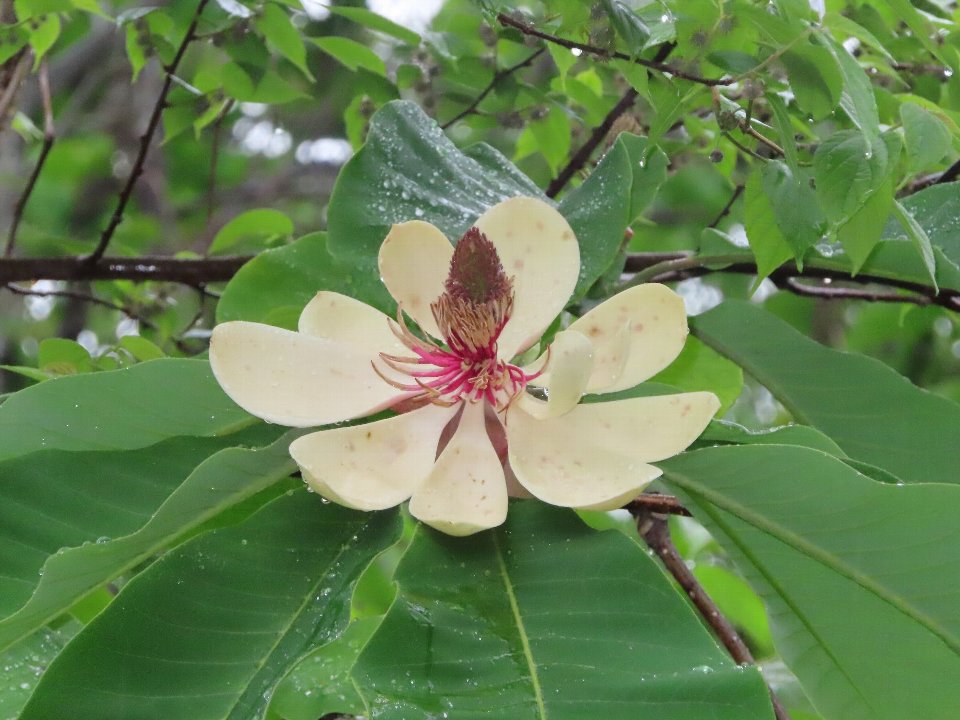 小山内裏公園250506ホオノキ (1)