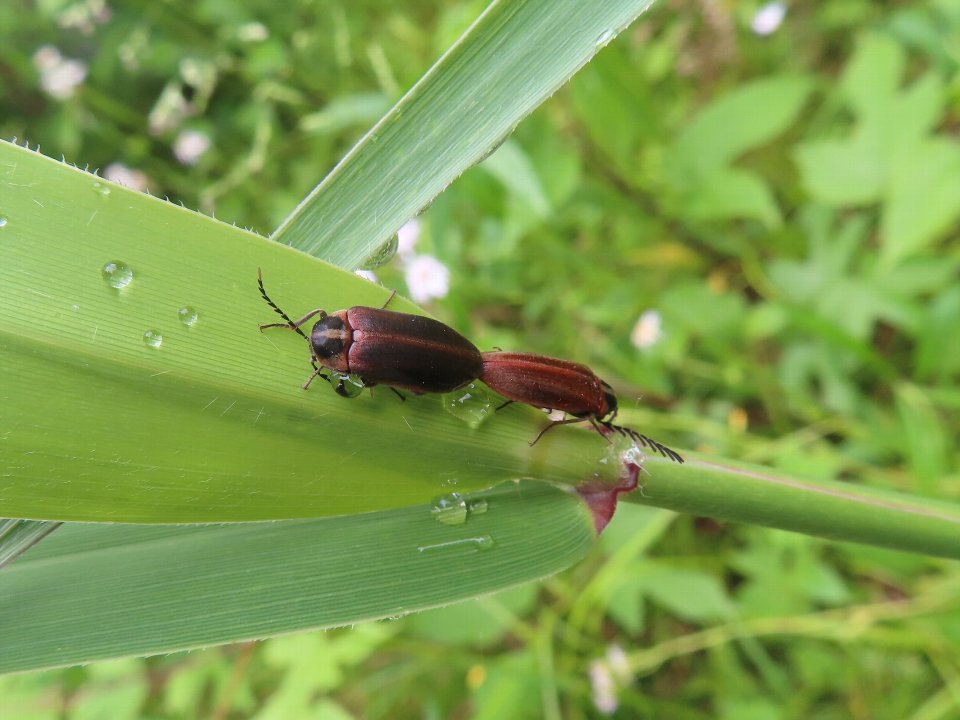 小山内裏公園250512ヒゲナガハナノミ