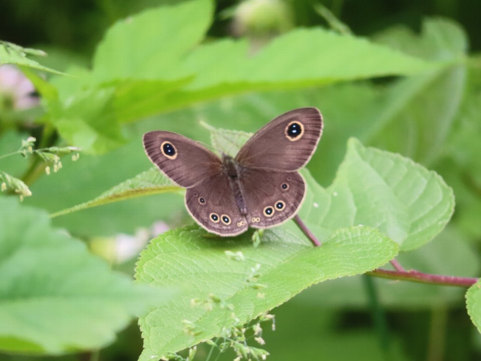 小山内裏公園250512ヒメウラナミジャノメ