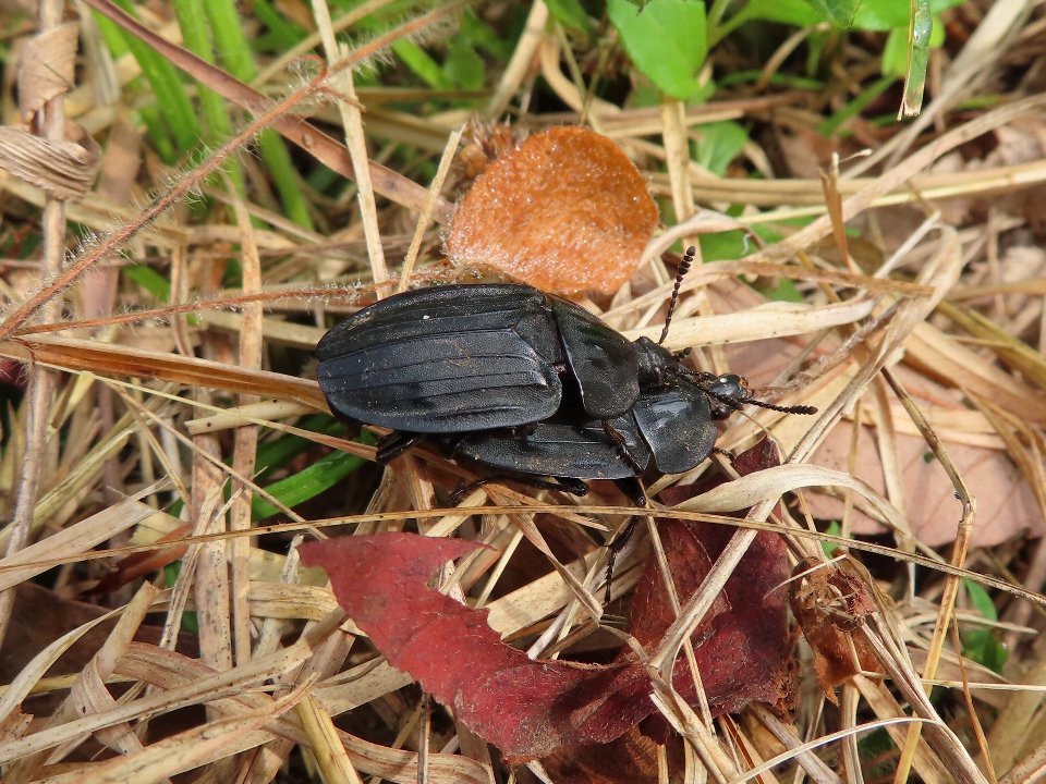小山内裏公園250521オオヒラタシデムシ