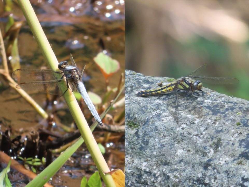 小山内裏公園250521シオヤトンボ♂♀