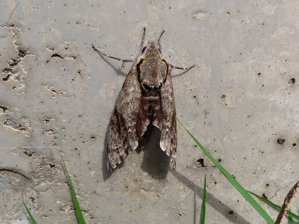 小山内裏公園250521シモフリスズメ