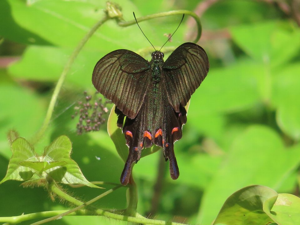 小山内裏公園250521ジャコウアゲハ♂
