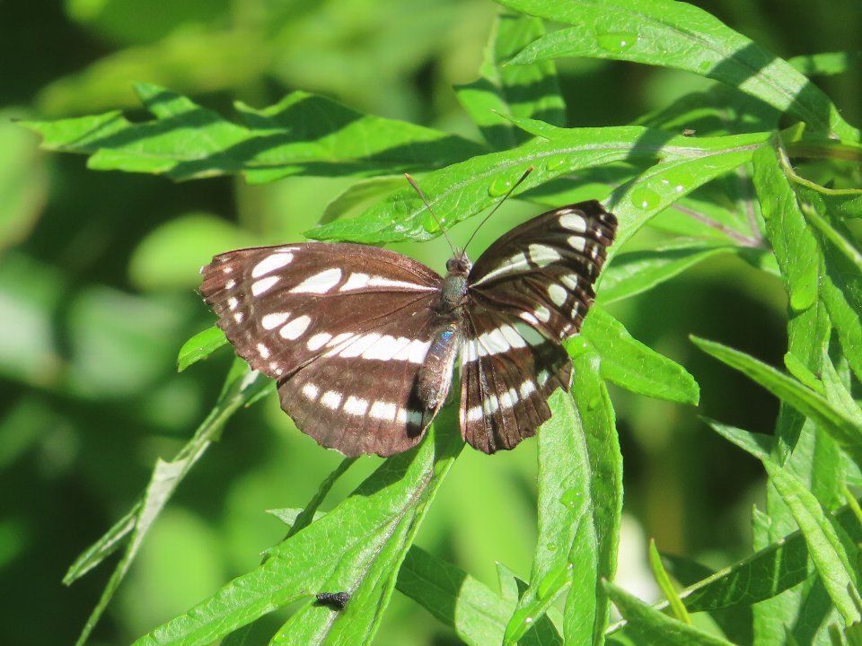 小山内裏公園250528コミスジ