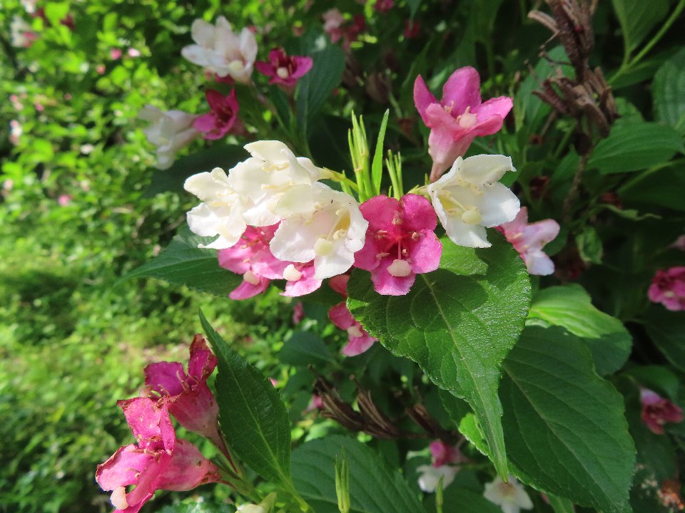 小山内裏公園250528ハコネウツギ (1)